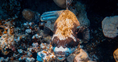 There’s more to puffer fish than that goofy spiked balloon