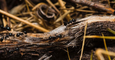 Flipping a molecular switch can turn warrior ants into foragers