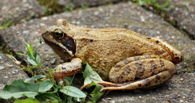 Translucent frogs seen for first time in 18 years