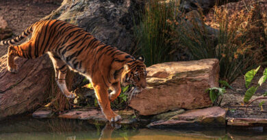 The tiger ‘gift’ that horrified Polish rescuers